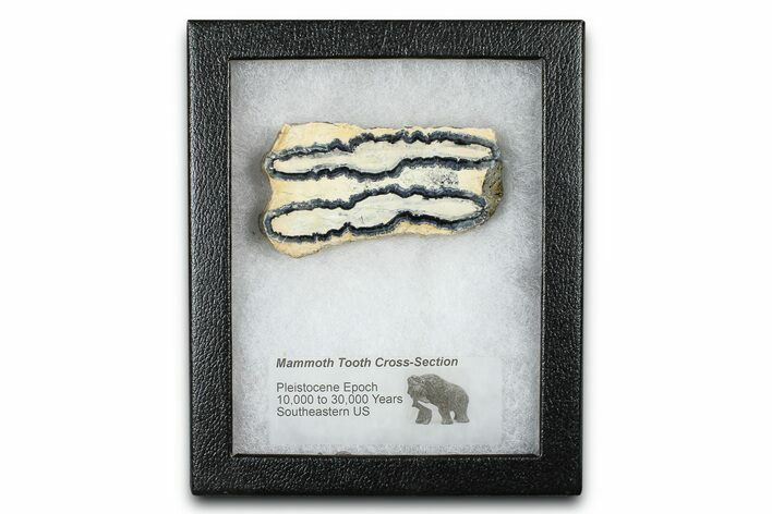 Mammoth Molar Slice With Case - South Carolina #377781